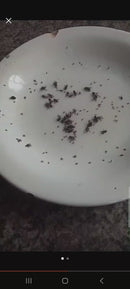 Inseticida Ecológico Mata Mosca, Formiga, Barata 100% natural 500ml + borrifador